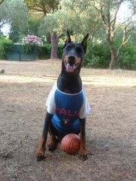 Dobermann im Fußballtrikot sitzt mit Ball im Freien.