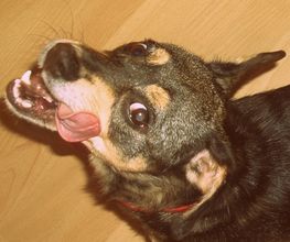 Hundherum lecker. Logo