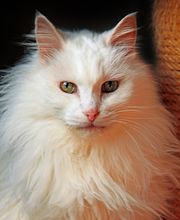 Norwegisch Waldkatze