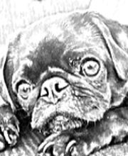 mopsverrueckt.de Logo