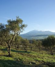 Ulivi in una campagna verde, con un vulcano innevato all'orizzonte sotto un cielo azzurro.