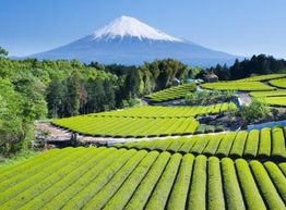 Grüne Teefelder vor dem schneebedeckten Berg in Japan bei klarem Himmel.