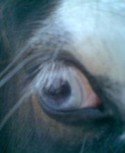 Tierheilpraxis Kerstin Schäfer Logo