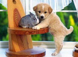 Welpe und Kaninchen auf einem Holzregal, mit einem Fenster und grünem Hintergrund.