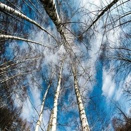 Looking up at tall, slender trees against a bright blue sky with scattered clouds.