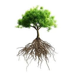Tree with exposed roots, isolated on a white background.
