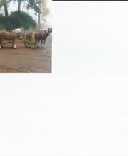 Kutsch- und Kremserfahrten Kay Kürschner Logo