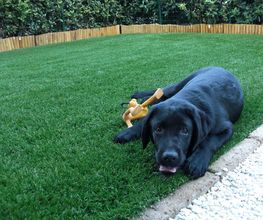 Schwarzer Labradorwelpe liegt auf Rasen mit einem Kauspielzeug und zeigt die Zunge.