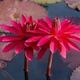 Two vibrant pink water lilies bloom on a calm pond, surrounded by dark lilypads.