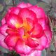 Rosa dai petali sfumati di rosa e giallo, vista dall'alto, con foglie verdi sullo sfondo.
