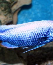 Sciaenochromis fryeri Iceberg