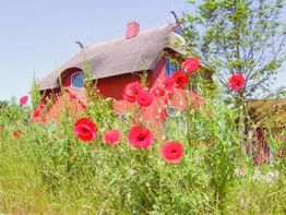 Rood huis met rieten dak en rode bloemen op de voorgrond onder een heldere, blauwe lucht.