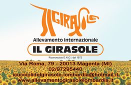 Logo "Il Girasole" su sfondo girasoli, contatti e indirizzo dell'allevamento a Magenta.