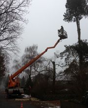 Bremer Baumdienst Logo