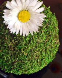 Gänseblümchen auf einer mit Moos bedeckten Oberfläche.