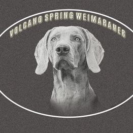 Weimaraner-Hundeporträt in ovalem Rahmen mit Text "Volcano Spring Weimaraner".