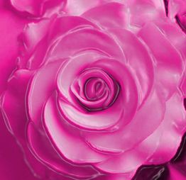 Rosa rosa en primer plano con pétalos detallados sobre fondo igualmente rosa.