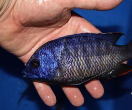 Protomelas fireblue Luwala, einer unserer Direktimporte aus Malawi.