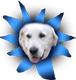 Hundekopf mit blauem Hintergrund in Form einer Sonne.