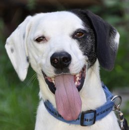 Ein Hund mit geflecktem Gesichtsausdruck, blauem Halsband und langer Zunge schaut in die Kamera.