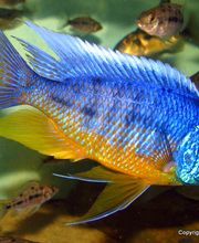 Protomelas spilonotus Tansania