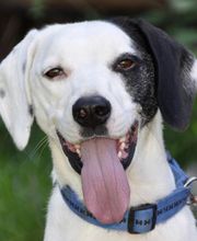 Hundephysiotherapie rehadogs Logo