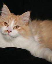 ...und die Katze schmunzelt...