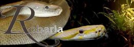 Zwei Schlangen auf einem Hintergrund mit dem Wort "Robaria" in dekorativer Schrift.
