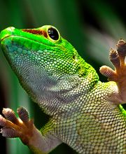 UV-DIREKTDRUCK MIT GECKO-EFFEKT