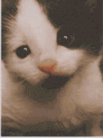 Niedliches Kätzchen mit schwarz-weißem Fell und neugierigem Blick.