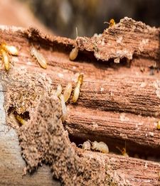 Termites crawling on decaying wood, busy in their natural environment.