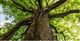 Upward view of a large tree with a thick trunk and lush green leaves.