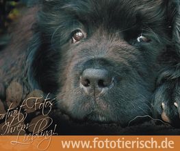 Foto tierisch! Portraitfotos von Ihrem Liebling!