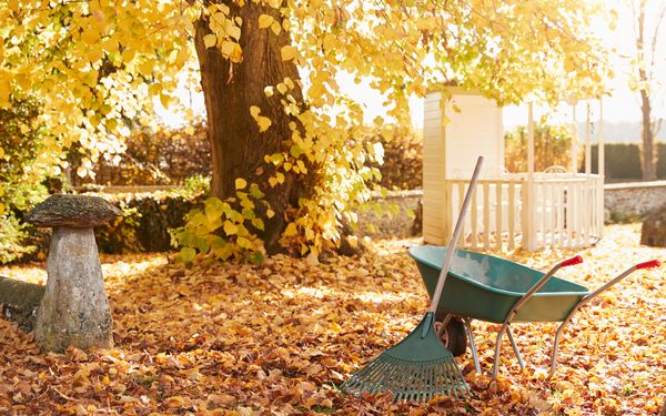 Ein Garten im Herbst, vollgedeckt mit Laub. Daneben steht eine Schubkarre und Harke für die Rasenpflege.