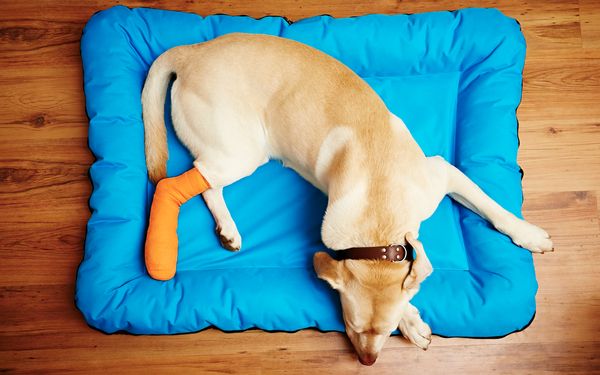 Hund mit Verband an Hinterpfote liegt auf einem blauen Hundekissen