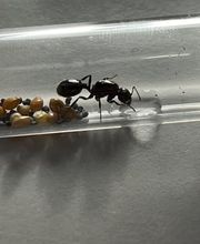 Eine Ameise in einem Reagenzglas neben Körnern und Wassertropfen.