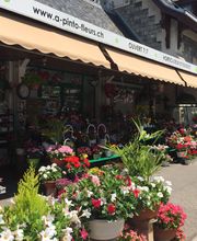 Blumenladen mit farbenfrohen Pflanzen und Blumen auf dem Bürgersteig, sonniges Wetter.