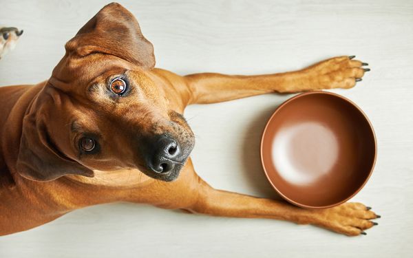 Hund wartet auf sein Essen