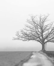 Einsamer Baum ohne Blätter an einem nebligen Tag, daneben eine Leiter.