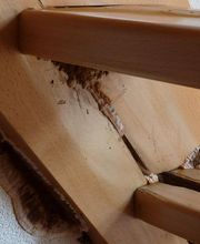 Echter Hausschwamm, Fruchtkörper mit Zuwachsmycel