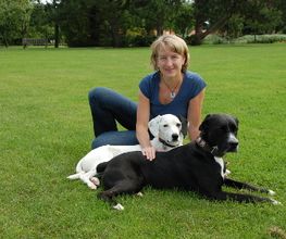 Hundephysiotherapie rehadogs Logo