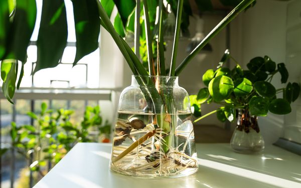 Monstera gezogen als Hydrokultur in einem großen transparenten Glas.