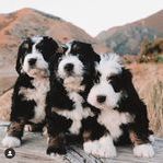 Three fluffy puppies sit together outdoors with mountains in the background.