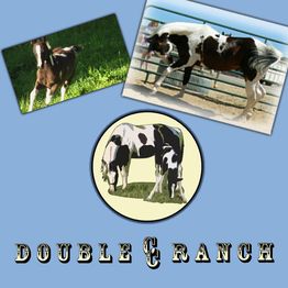 Bunte Pferde auf Fotos und einem Logo, darunter der Schriftzug "Double C Ranch" auf blauem Hintergrund.