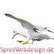 Möwe im Flug über "SpreeWebdesign.de"-Schriftzug auf weißem Hintergrund.