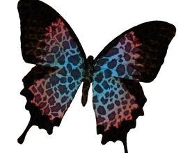 Serendipity No 33 Logo