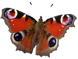 Schmetterling mit bunten Flügeln und auffälligen Augenflecken auf weißem Hintergrund.