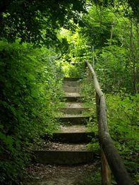 Steintreppe im Wald, umgeben von üppigem Grün, mit einfachem Holzgeländer.