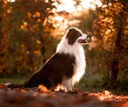Hund sitzt im herbstlichen Sonnenlicht auf Laub, umgeben von Bäumen.