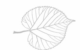 Ein einfaches, graues Line-Art-Bild eines stilisierten Blatts mit sichtbaren Adern.